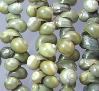 Small Yellow-Green Shell