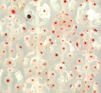 Circular Lampwork Beads